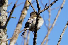 Fringilla coelebs