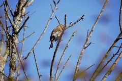 Fringilla coelebs