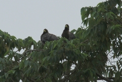 Crinifer zonurus
