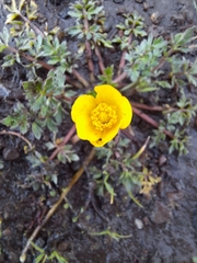 Ranunculus multifidus