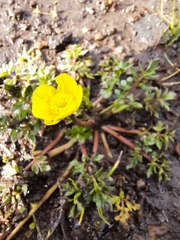 Ranunculus multifidus
