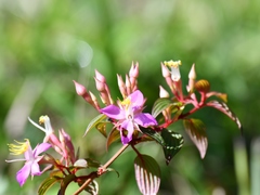 Monochaetum magdalenense