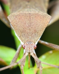 Coreinae