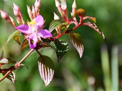 Monochaetum magdalenense