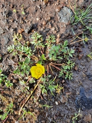 Ranunculus multifidus