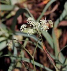 Pimpinella caffra