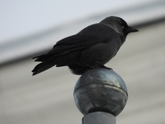 Corvus monedula