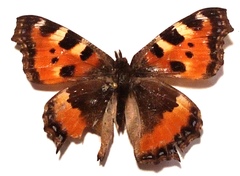 Aglais urticae