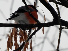 Pyrrhula pyrrhula