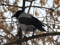 Corvus cornix