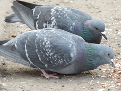 Columba livia