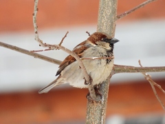 Passer domesticus