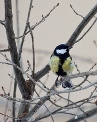 Parus major