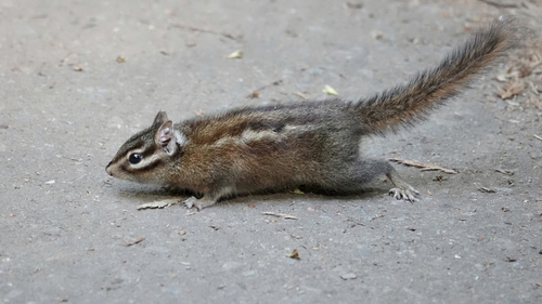 Sonoma Chipmunk