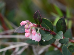 Vaccinium meridionale