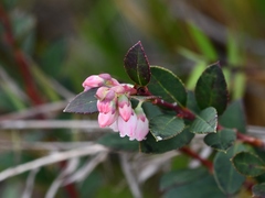 Vaccinium meridionale