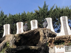 Columba livia