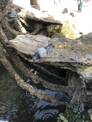 Columba livia