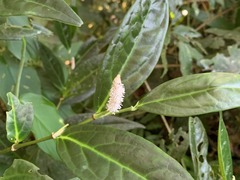 Piperales