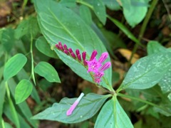 Spigelia pedunculata