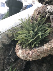 Nephrolepis