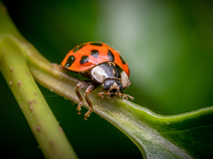 Harmonia axyridis