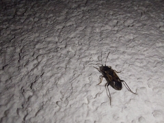 Rhyparochromus vulgaris