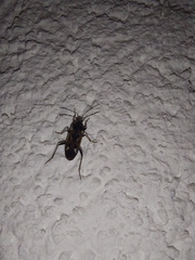 Rhyparochromus vulgaris