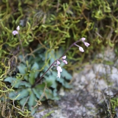 Stenoglottis modestus
