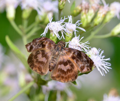 Ebrietas anacreon anacreon