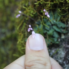 Stenoglottis modestus