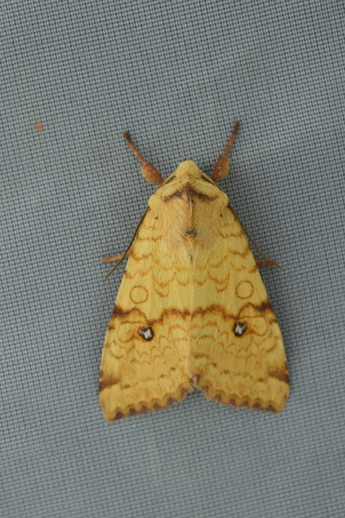 Xanthia tunicata