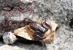 Euscorpius flavicaudis