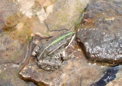 Pelophylax ridibundus