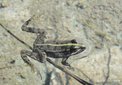 Pelophylax ridibundus