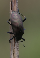 Andocamaria formosana