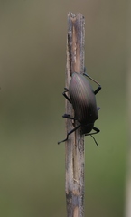 Andocamaria formosana