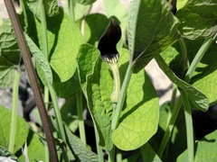 Aristolochia rotunda