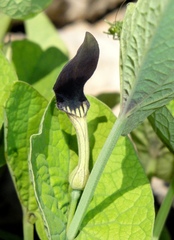 Aristolochia rotunda