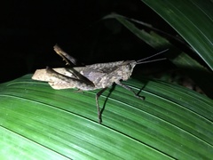 Colpolopha latipennis