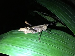 Colpolopha latipennis