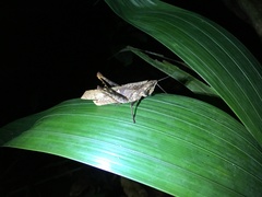 Colpolopha latipennis