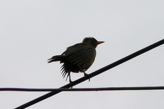 Turdus abyssinicus