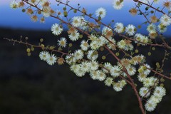 Mimosa farinosa