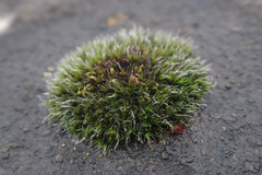 Grimmia pulvinata
