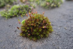 Orthotrichum anomalum