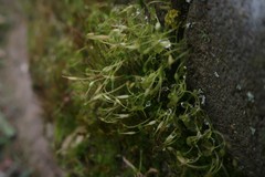 Funaria hygrometrica