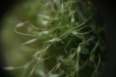 Funaria hygrometrica