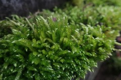 Brachythecium rutabulum