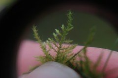 Kindbergia praelonga